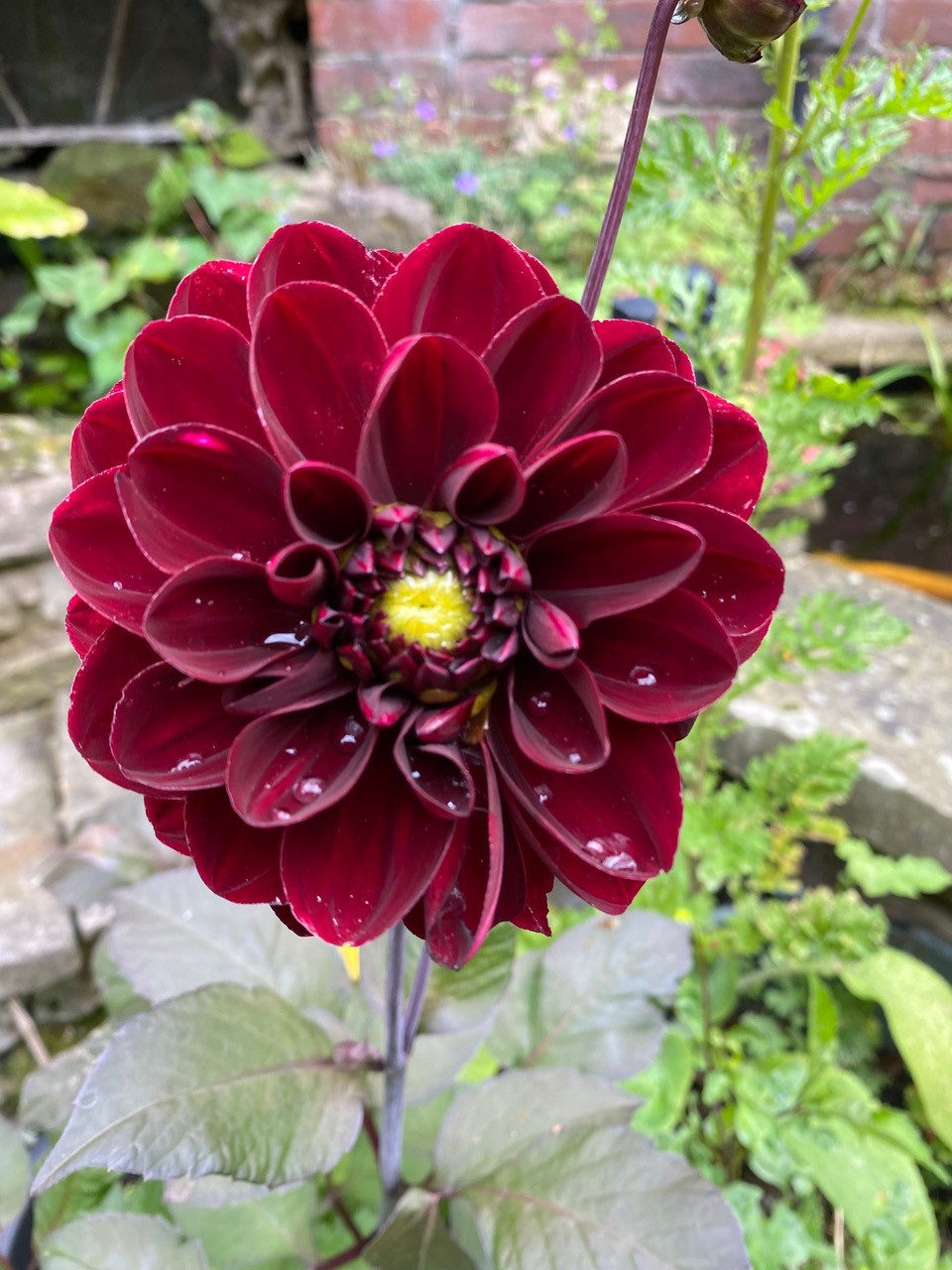 Fwd: Floral Wonder by Val Unwin			
					</div><!-- .entry-content -->
		
		<footer>
		
		
		
					
					</footer><!-- .entry-meta -->
	</article><!-- #post -->
				
											
				
		
<hr class=