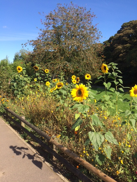 Fwd: Millhouses Park			
					</div><!-- .entry-content -->
		
		<footer>
		
		
		
					
					</footer><!-- .entry-meta -->
	</article><!-- #post -->
				
											
				
		
<hr class=