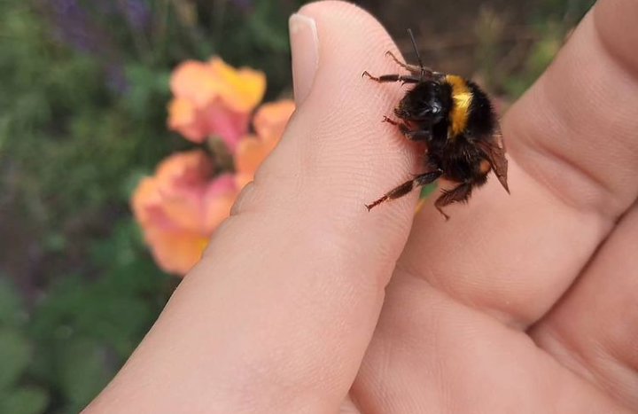 Fwd: Bee by shona			
					</div><!-- .entry-content -->
		
		<footer>
		
		
		
					
					</footer><!-- .entry-meta -->
	</article><!-- #post -->
				
											
				
		
<hr class=