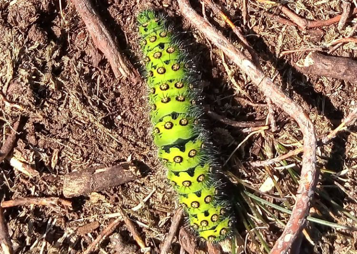 Fwd: Sheffield caterpillar by shona			
					</div><!-- .entry-content -->
		
		<footer>
		
		
		
					
					</footer><!-- .entry-meta -->
	</article><!-- #post -->
				
											
				
		
<hr class=