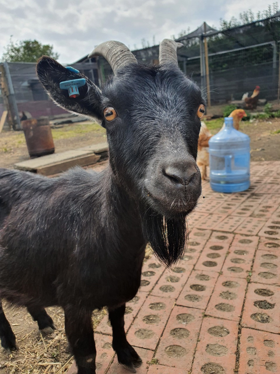 Fwd: Rosie our Goat			
					</div><!-- .entry-content -->
		
		<footer>
		
		
		
					
					</footer><!-- .entry-meta -->
	</article><!-- #post -->
				
											
				
		
<hr class=