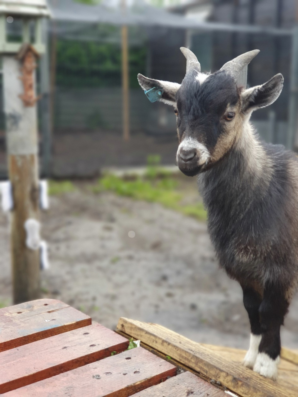 Fwd: Jimmy Our goat			
					</div><!-- .entry-content -->
		
		<footer>
		
		
		
					
					</footer><!-- .entry-meta -->
	</article><!-- #post -->
				
											
				
		
<hr class=