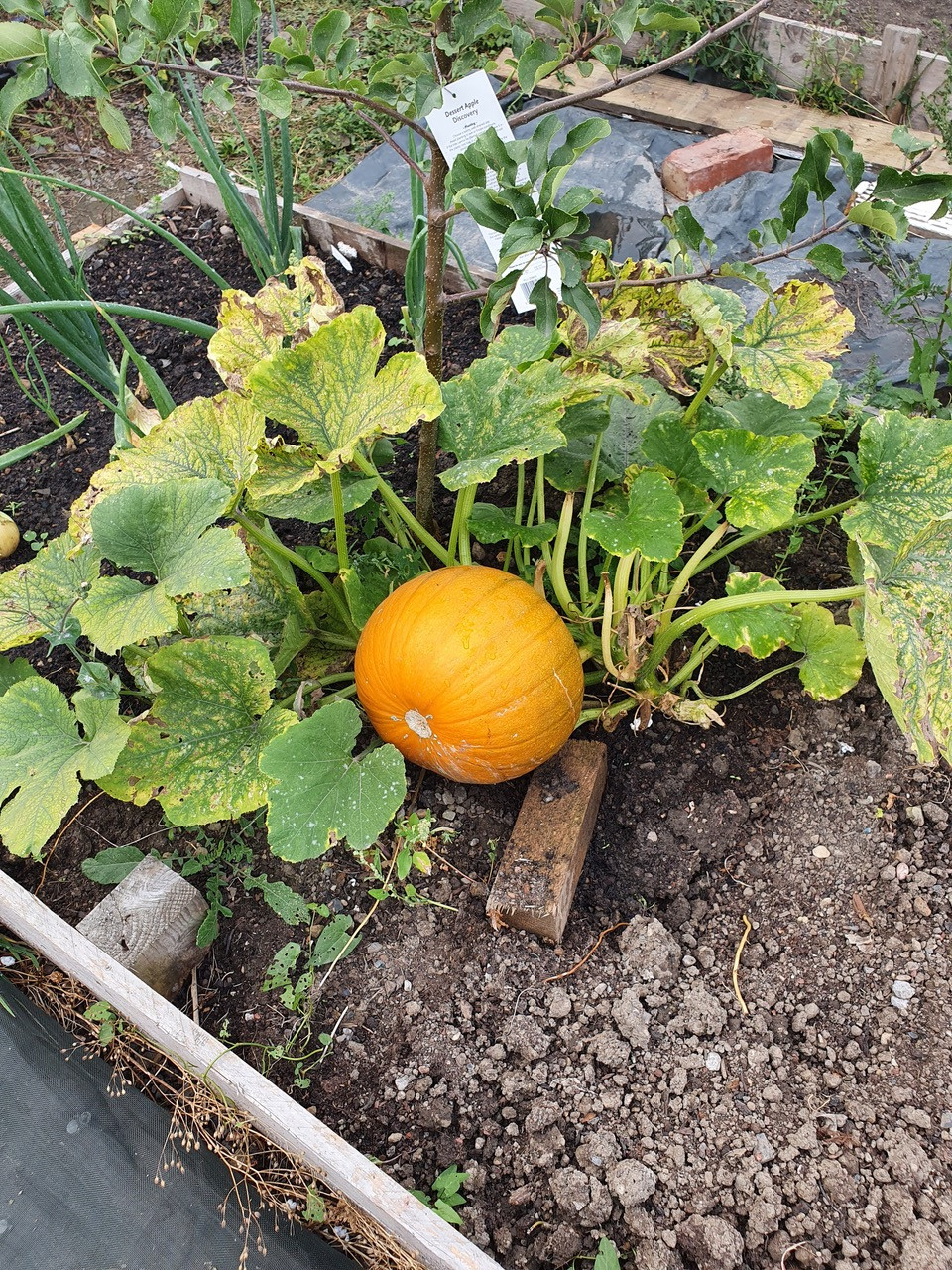 Fwd: grown By vinny & grandad			
					</div><!-- .entry-content -->
		
		<footer>
		
		
		
					
					</footer><!-- .entry-meta -->
	</article><!-- #post -->
				
											
				
		
<hr class=