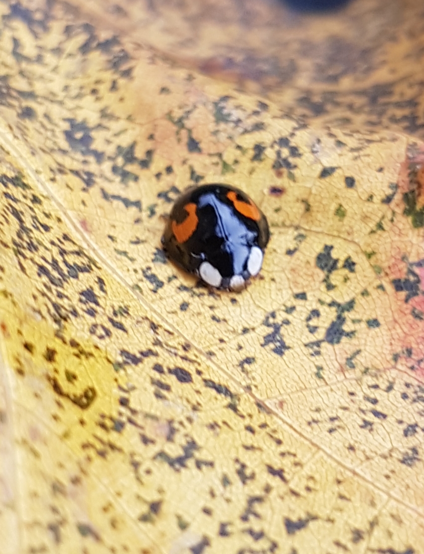 Fwd: Cookson Park			
					</div><!-- .entry-content -->
		
		<footer>
		
		
		
					
					</footer><!-- .entry-meta -->
	</article><!-- #post -->
				
											
				
		
<hr class=