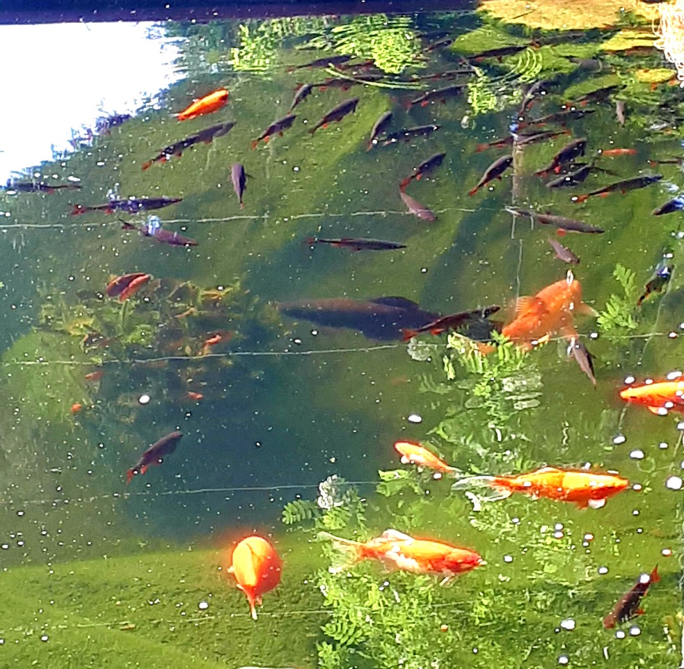 Fwd: [SPAM] Will’s Fish			
					</div><!-- .entry-content -->
		
		<footer>
		
		
		
					
					</footer><!-- .entry-meta -->
	</article><!-- #post -->
				
											
				
		
<hr class=