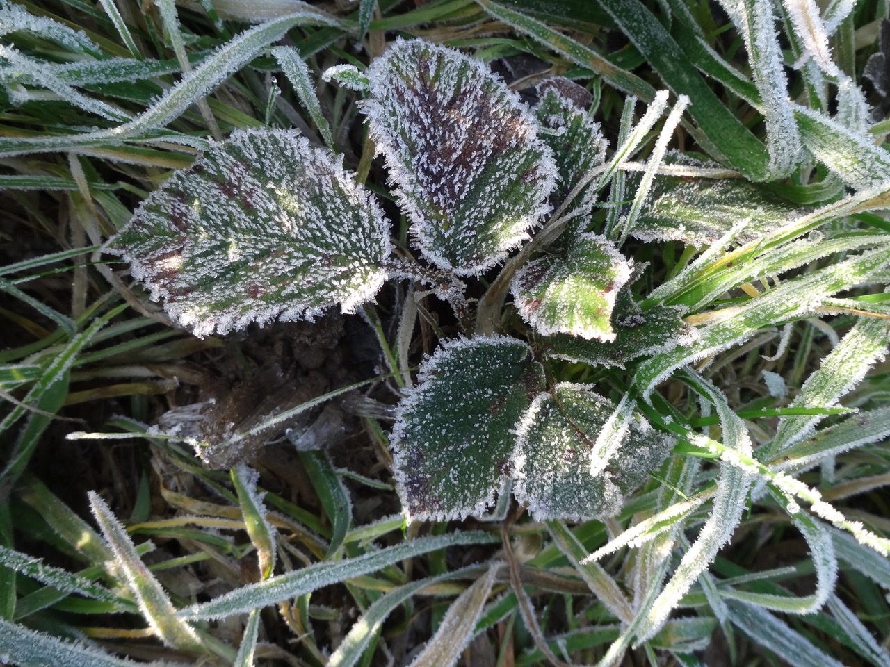 Fwd: Ann Walters First Frost			
					</div><!-- .entry-content -->
		
		<footer>
		
		
		
					
					</footer><!-- .entry-meta -->
	</article><!-- #post -->
				
											
				
		
<hr class=
