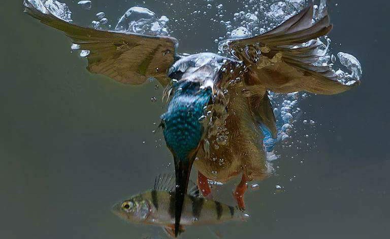 Fwd: Kingfishers dinner			
					</div><!-- .entry-content -->
		
		<footer>
		
		
		
					
					</footer><!-- .entry-meta -->
	</article><!-- #post -->
				
											
				
		
<hr class=