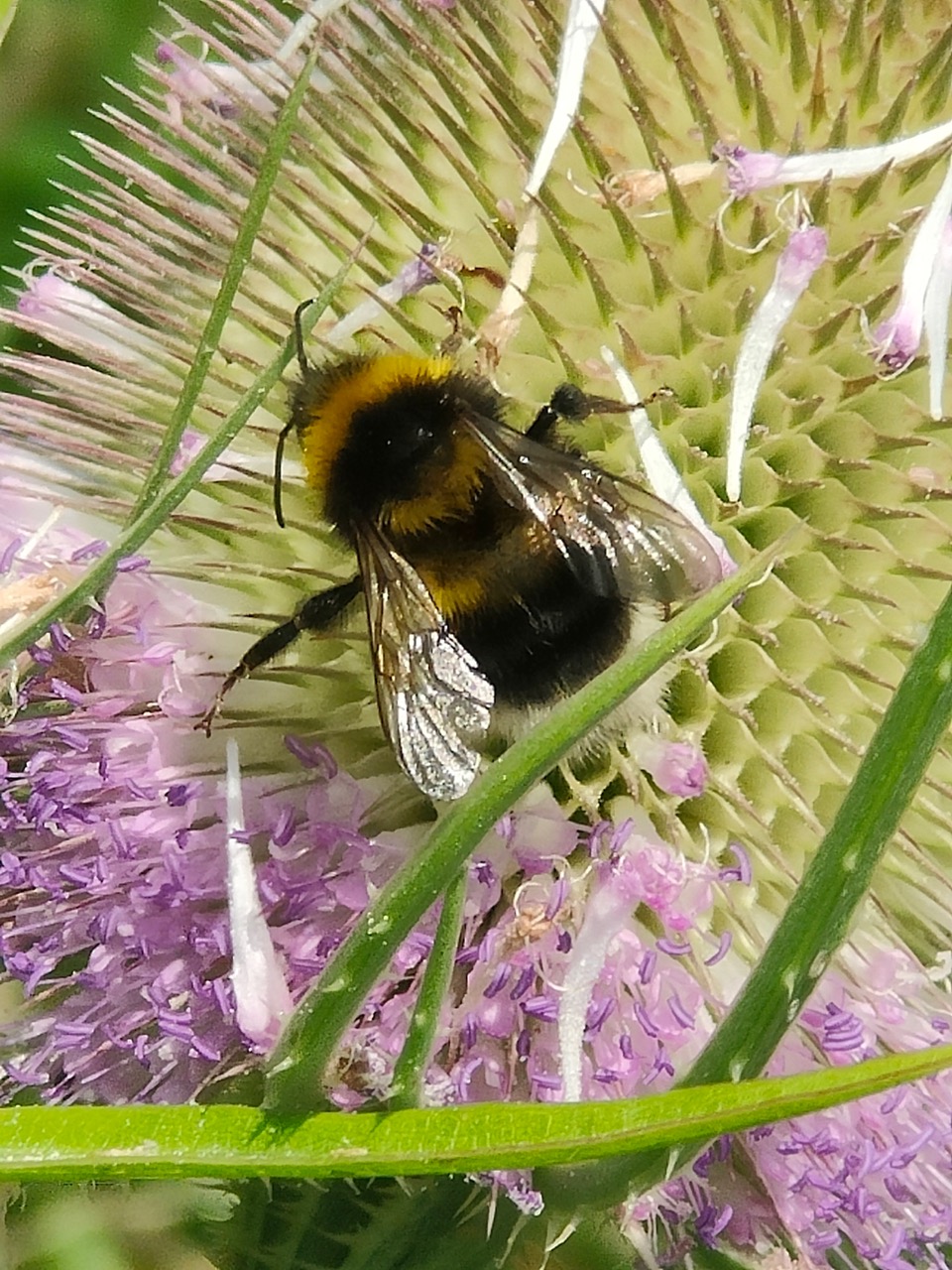 Fwd: Bee on a teasle			
					</div><!-- .entry-content -->
		
		<footer>
		
		
		
					
					</footer><!-- .entry-meta -->
	</article><!-- #post -->
				
											
				
		
<hr class=