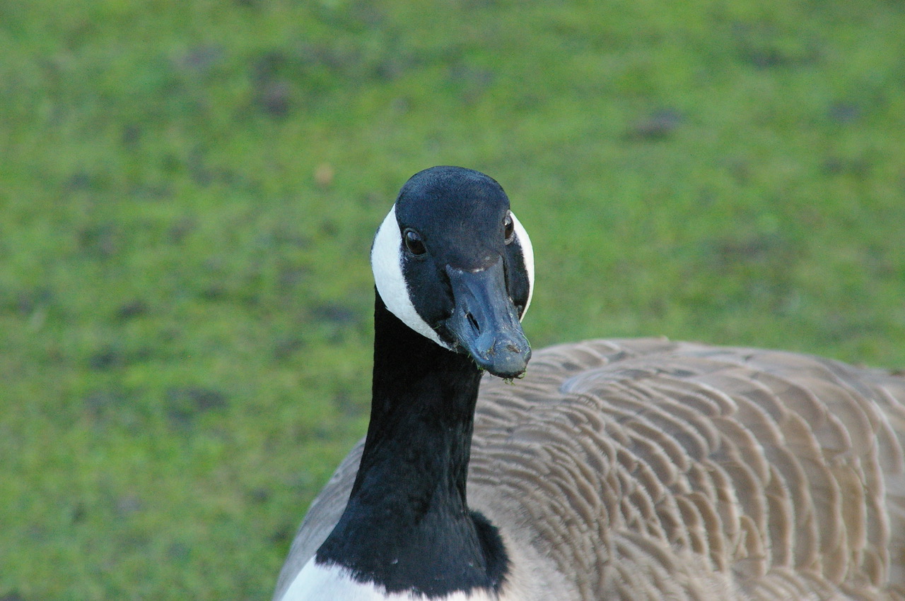 Fwd: Photo of Canada Goose, Hillsborough Park, Sheffield			
					</div><!-- .entry-content -->
		
		<footer>
		
		
		
					
					</footer><!-- .entry-meta -->
	</article><!-- #post -->
				
											
				
		
<hr class=