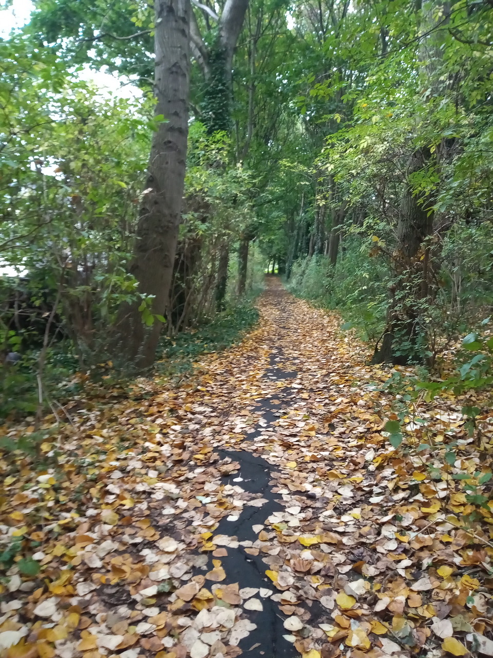 Fwd: Autumn walk by shona			
					</div><!-- .entry-content -->
		
		<footer>
		
		
		
					
					</footer><!-- .entry-meta -->
	</article><!-- #post -->
				
											
				
		
<hr class=