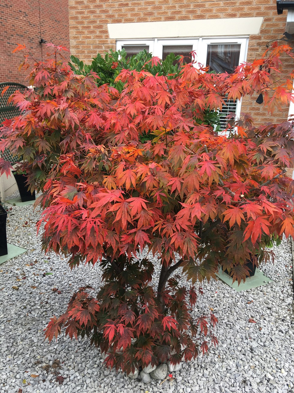 Fwd: Autumn Acer			
					</div><!-- .entry-content -->
		
		<footer>
		
		
		
					
					</footer><!-- .entry-meta -->
	</article><!-- #post -->
				
											
				
		
<hr class=