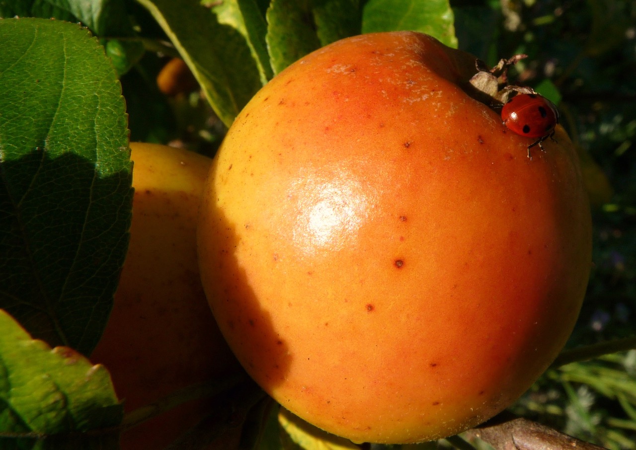 Fwd: Ann Walters Autumn Fruits			
					</div><!-- .entry-content -->
		
		<footer>
		
		
		
					
					</footer><!-- .entry-meta -->
	</article><!-- #post -->
				
											
				
		
<hr class=