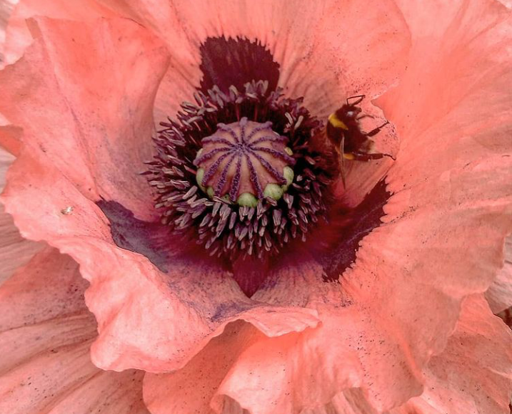 Fwd: Poppy by shona			
					</div><!-- .entry-content -->
		
		<footer>
		
		
		
					
					</footer><!-- .entry-meta -->
	</article><!-- #post -->
				
											
				
		
<hr class=