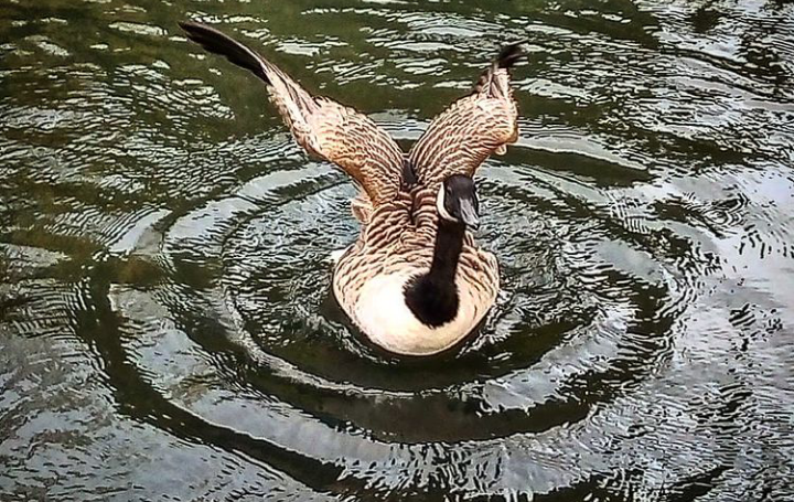 Fwd: Hillsborough park by shona			
					</div><!-- .entry-content -->
		
		<footer>
		
		
		
					
					</footer><!-- .entry-meta -->
	</article><!-- #post -->
				
											
				
		
<hr class=