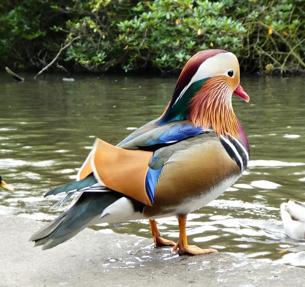 Fwd: Mandarin Duck Endcliffe Park. Keith Bown			
					</div><!-- .entry-content -->
		
		<footer>
		
		
		
					
					</footer><!-- .entry-meta -->
	</article><!-- #post -->
				
											
				
		
<hr class=