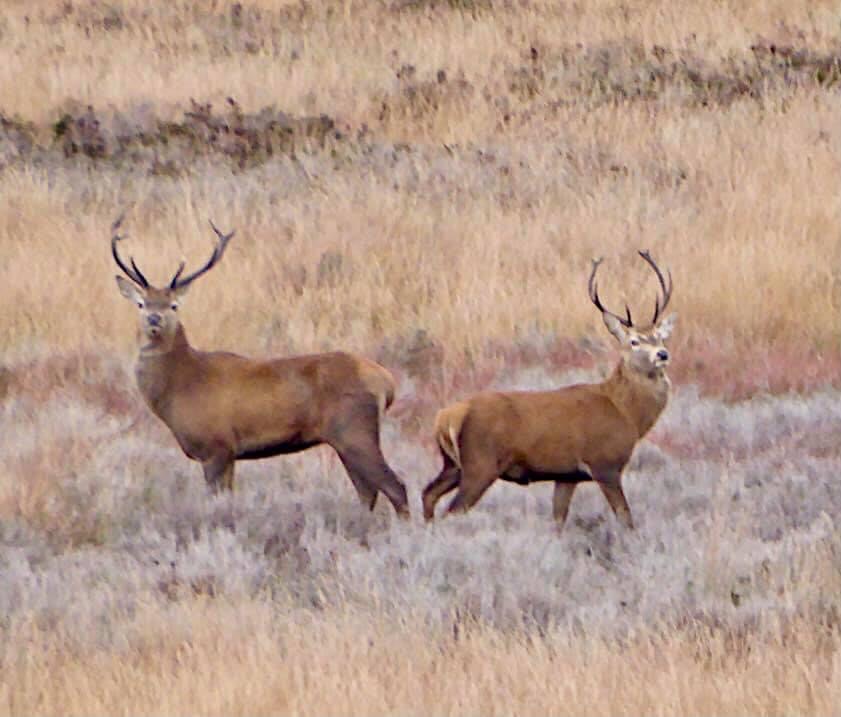Fwd: Stags Big Moor Peak District. Keith Bown			
					</div><!-- .entry-content -->
		
		<footer>
		
		
		
					
					</footer><!-- .entry-meta -->
	</article><!-- #post -->
				
											
				
		
<hr class=