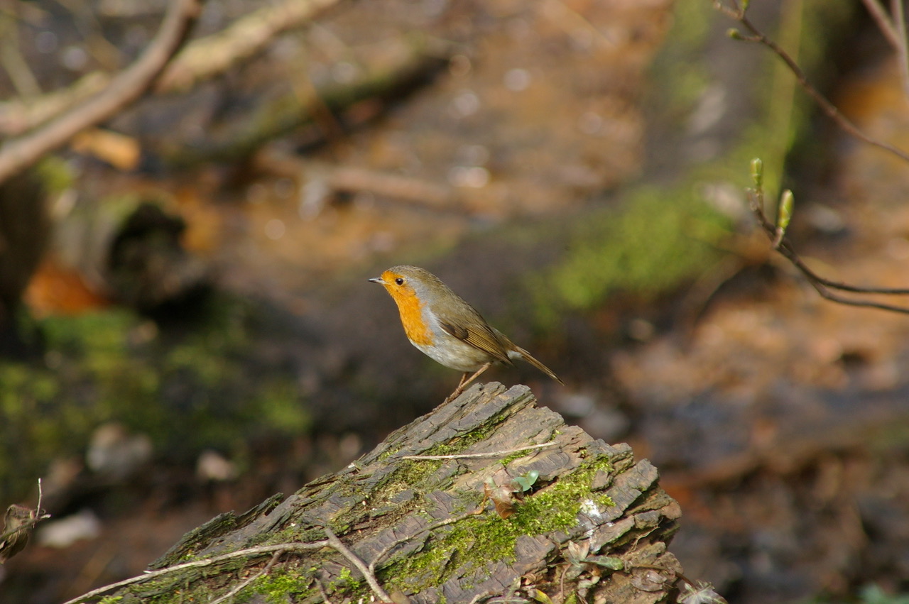 Fwd: Photograph of a robin, Sheffield			
					</div><!-- .entry-content -->
		
		<footer>
		
		
		
					
					</footer><!-- .entry-meta -->
	</article><!-- #post -->
				
											
				
		
<hr class=