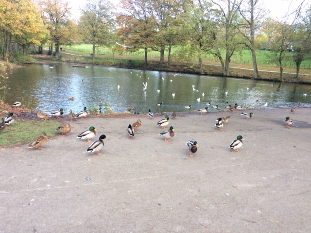 Fwd: Graves Park			
					</div><!-- .entry-content -->
		
		<footer>
		
		
		
					
					</footer><!-- .entry-meta -->
	</article><!-- #post -->
				
											
				
		
<hr class=