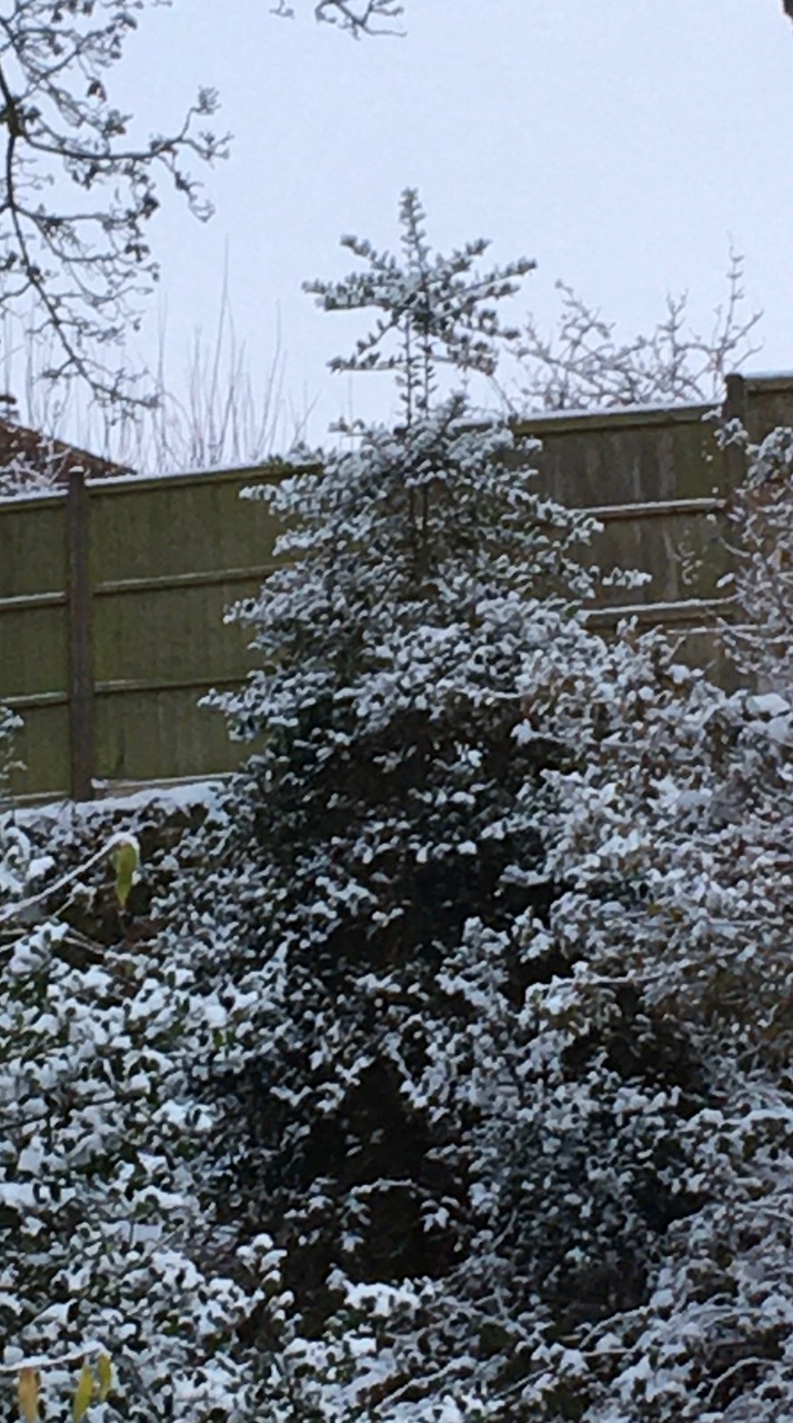 Fwd: Natural Christmas tree with star			
					</div><!-- .entry-content -->
		
		<footer>
		
		
		
					
					</footer><!-- .entry-meta -->
	</article><!-- #post -->
				
											
				
		
<hr class=