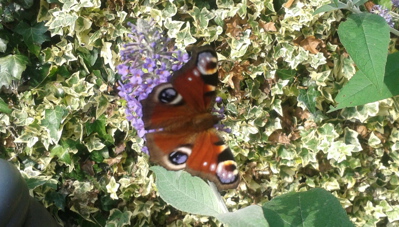 Fwd: Photograph by K Johnson			
					</div><!-- .entry-content -->
		
		<footer>
		
		
		
					
					</footer><!-- .entry-meta -->
	</article><!-- #post -->
				
											
				
		
<hr class=