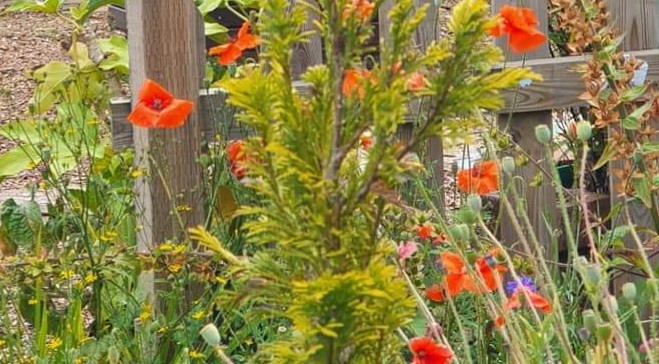 Fwd: Photograph by K Johnson			
					</div><!-- .entry-content -->
		
		<footer>
		
		
		
					
					</footer><!-- .entry-meta -->
	</article><!-- #post -->
				
											
				
		
<hr class=