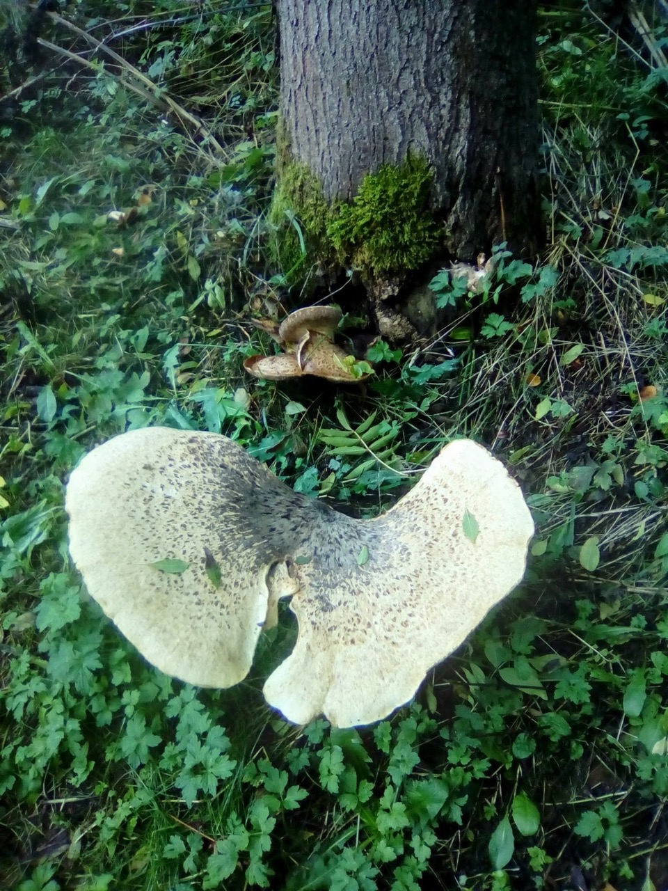 Fwd: Dryad Saddle ,Chesterfield Canal.			
					</div><!-- .entry-content -->
		
		<footer>
		
		
		
					
					</footer><!-- .entry-meta -->
	</article><!-- #post -->
				
											
				
		
<hr class=