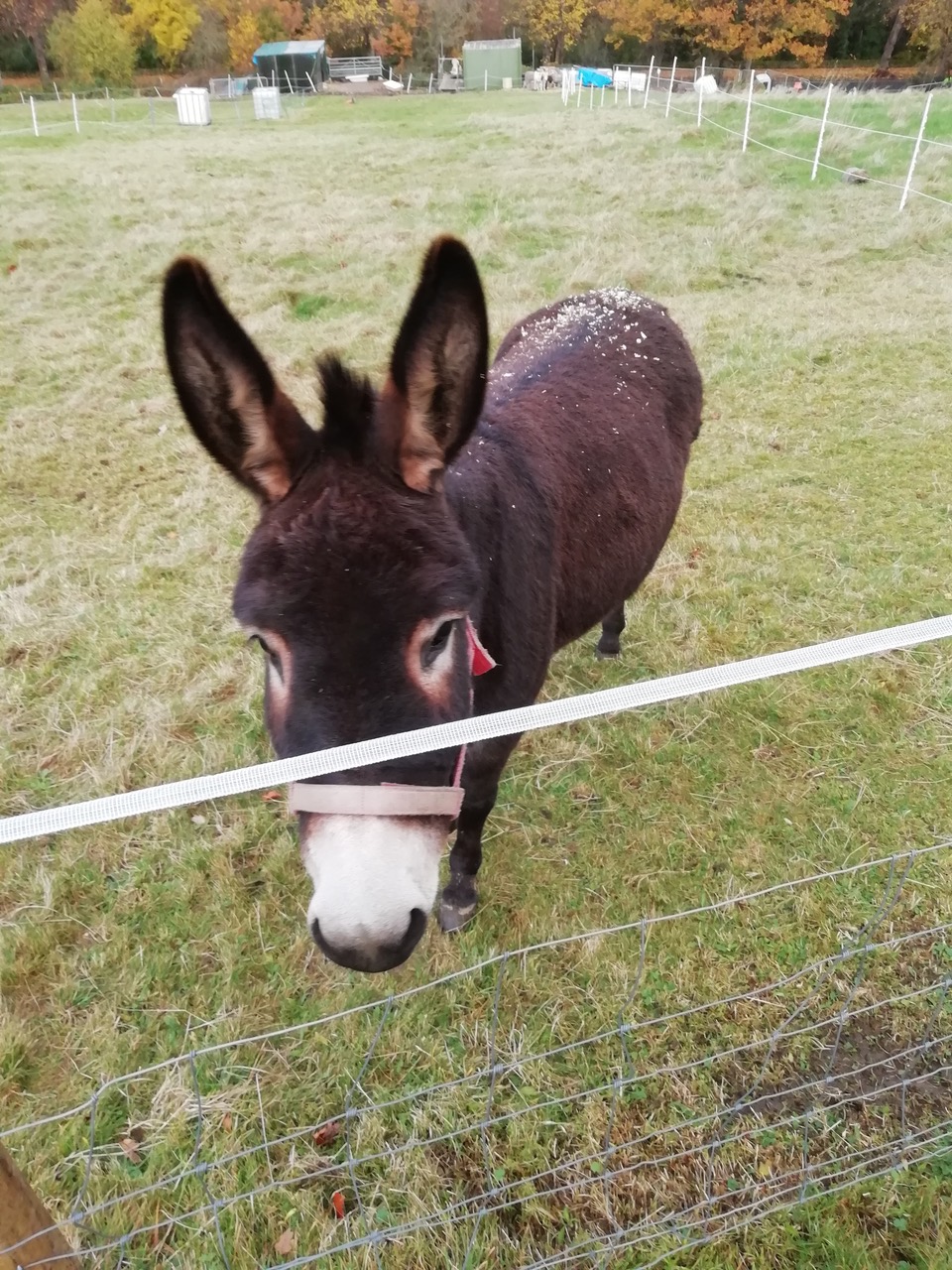 Fwd: , Donkey in the Loxley Valley, Chris			
					</div><!-- .entry-content -->
		
		<footer>
		
		
		
					
					</footer><!-- .entry-meta -->
	</article><!-- #post -->
				
											
				
		
<hr class=