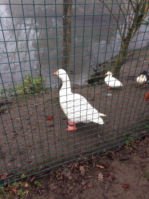 Fwd: Graves Park			
					</div><!-- .entry-content -->
		
		<footer>
		
		
		
					
					</footer><!-- .entry-meta -->
	</article><!-- #post -->
				
											
				
		
<hr class=