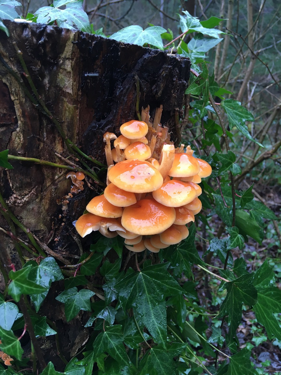 Fwd: Loxley bottom Xmas eve			
					</div><!-- .entry-content -->
		
		<footer>
		
		
		
					
					</footer><!-- .entry-meta -->
	</article><!-- #post -->
				
											
				
		
<hr class=