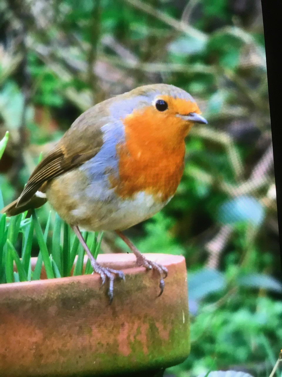 Fwd: Robin in my garden, by Geoff Swindells			
					</div><!-- .entry-content -->
		
		<footer>
		
		
		
					
					</footer><!-- .entry-meta -->
	</article><!-- #post -->
				
											
				
		
<hr class=