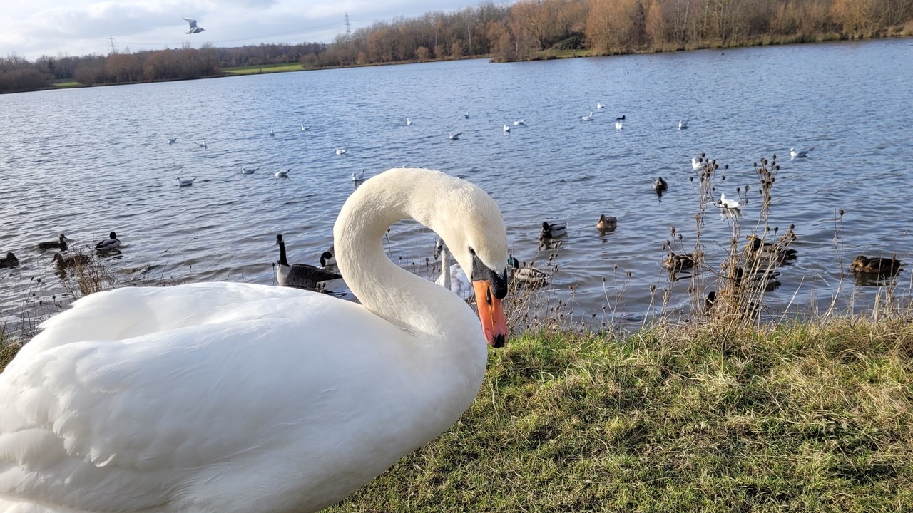 Fwd: Greg Howarth Rother Valley Swan			
					</div><!-- .entry-content -->
		
		<footer>
		
		
		
					
					</footer><!-- .entry-meta -->
	</article><!-- #post -->
				
											
				
		
<hr class=