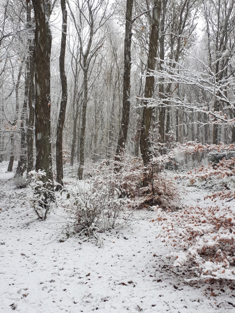 Fwd: whickersley woods			
					</div><!-- .entry-content -->
		
		<footer>
		
		
		
					
					</footer><!-- .entry-meta -->
	</article><!-- #post -->
				
											
				
		
<hr class=