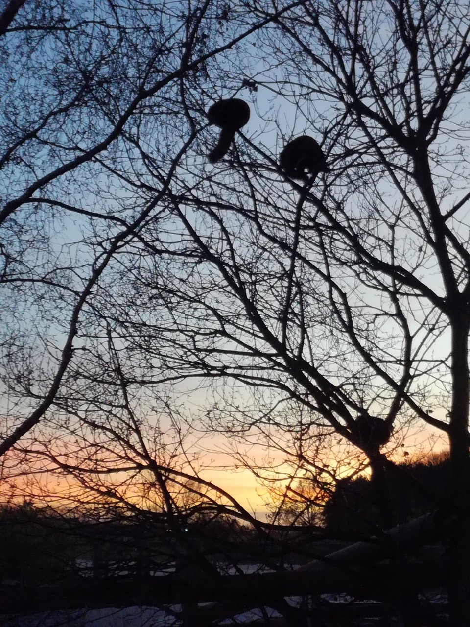 Fwd: Red Panda’s at Yorks. wildlife park			
					</div><!-- .entry-content -->
		
		<footer>
		
		
		
					
					</footer><!-- .entry-meta -->
	</article><!-- #post -->
				
											
				
		
<hr class=