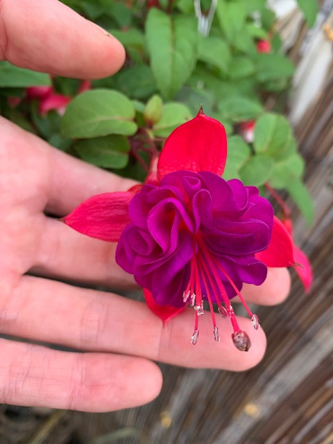 Fwd: Tayla Walker – Sheffield			
					</div><!-- .entry-content -->
		
		<footer>
		
		
		
					
					</footer><!-- .entry-meta -->
	</article><!-- #post -->
				
											
				
		
<hr class=