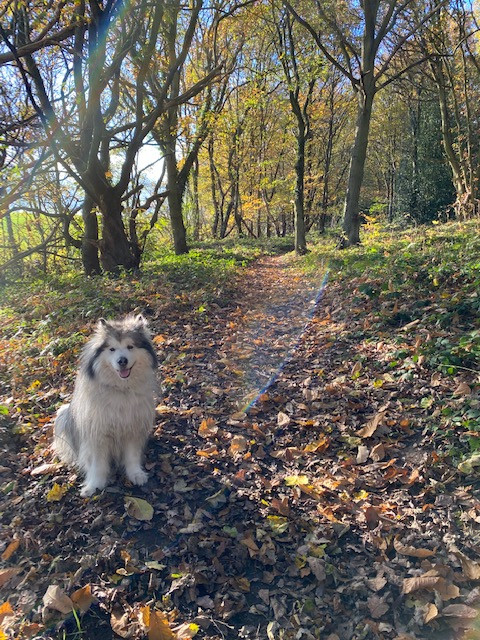Fwd: Happy in Treeton Woods by Val Unwin			
					</div><!-- .entry-content -->
		
		<footer>
		
		
		
					
					</footer><!-- .entry-meta -->
	</article><!-- #post -->
				
											
				
		
<hr class=