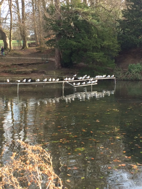 Fwd: Graves Park			
					</div><!-- .entry-content -->
		
		<footer>
		
		
		
					
					</footer><!-- .entry-meta -->
	</article><!-- #post -->
				
											
				
		
<hr class=