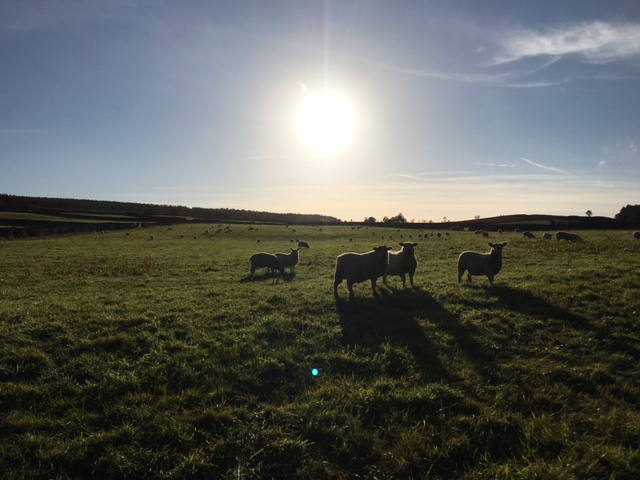 Fwd: Photo by T Andrews – Sheep at Ringinglow			
					</div><!-- .entry-content -->
		
		<footer>
		
		
		
					
					</footer><!-- .entry-meta -->
	</article><!-- #post -->
				
											
				
		
<hr class=
