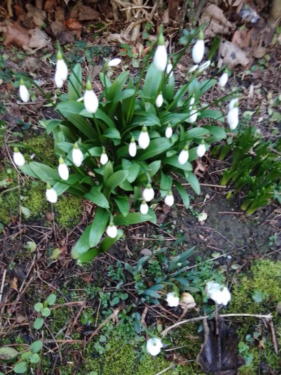 Fwd: Early snowdrops			
					</div><!-- .entry-content -->
		
		<footer>
		
		
		
					
					</footer><!-- .entry-meta -->
	</article><!-- #post -->
				
											
				
		
<hr class=