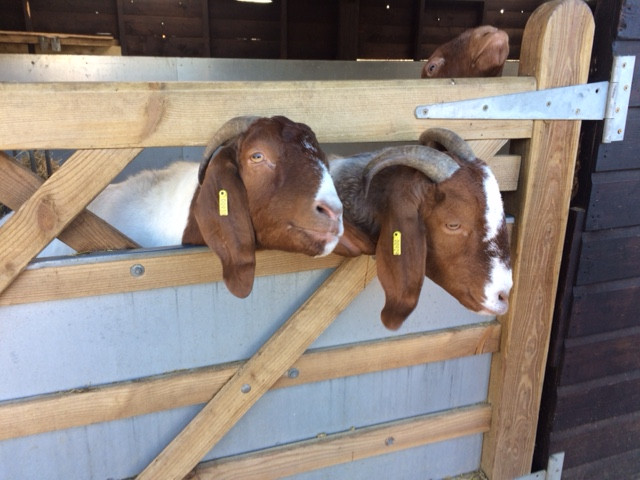 Fwd: Graves park animal farm			
					</div><!-- .entry-content -->
		
		<footer>
		
		
		
					
					</footer><!-- .entry-meta -->
	</article><!-- #post -->
				
											
				
		
<hr class=