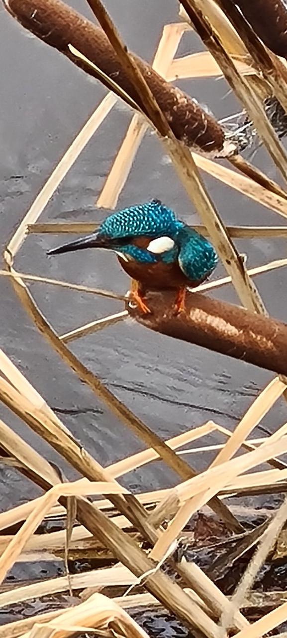 Fwd: River Don kingfisher			
					</div><!-- .entry-content -->
		
		<footer>
		
		
		
					
					</footer><!-- .entry-meta -->
	</article><!-- #post -->
				
											
				
		
<hr class=