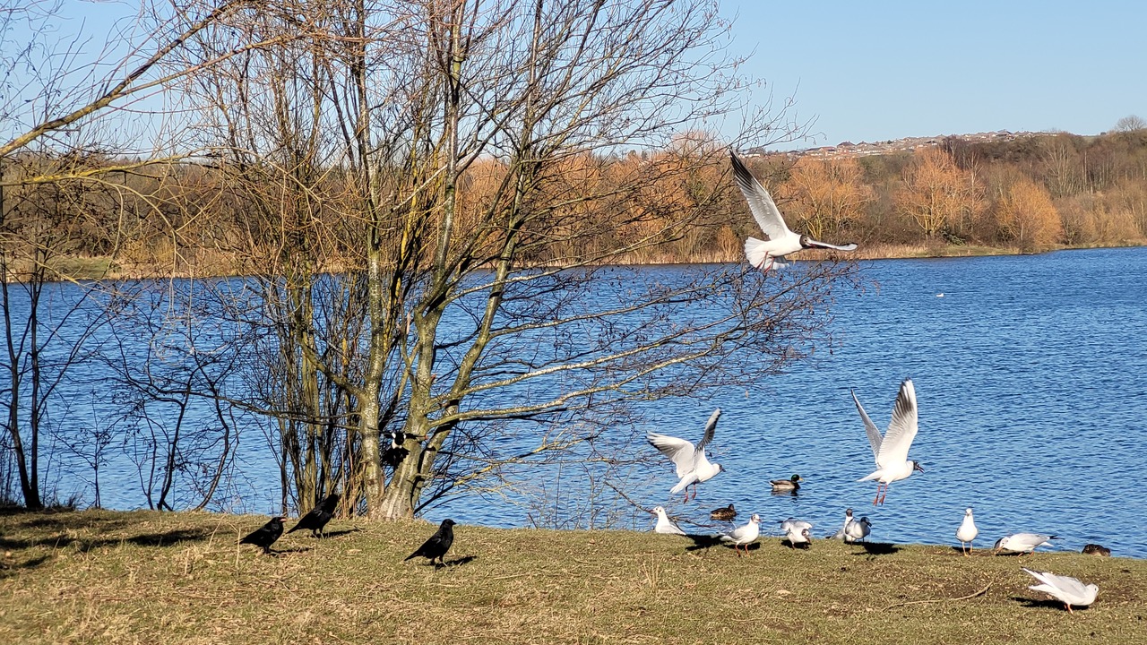 Fwd: Greg Howarth Crows n Gulls Rother Valley			
					</div><!-- .entry-content -->
		
		<footer>
		
		
		
					
					</footer><!-- .entry-meta -->
	</article><!-- #post -->
				
											
				
		
<hr class=