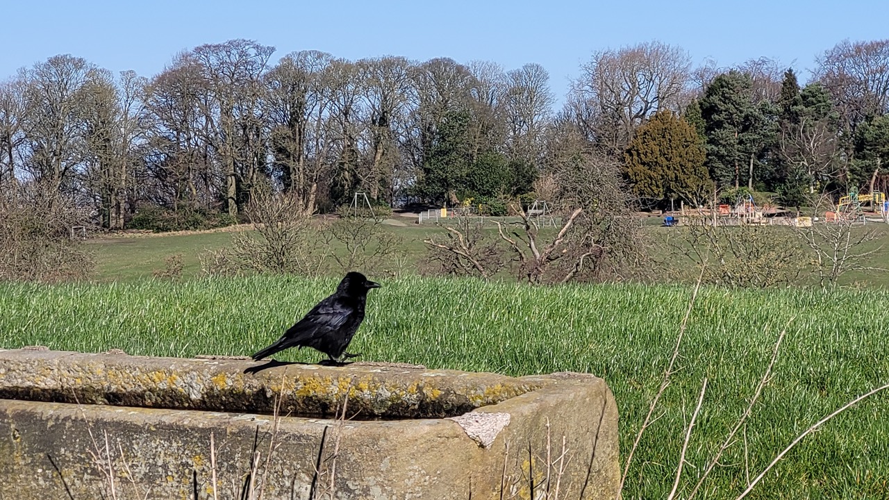 Fwd: Greg Howarth Graves Park crow			
					</div><!-- .entry-content -->
		
		<footer>
		
		
		
					
					</footer><!-- .entry-meta -->
	</article><!-- #post -->
				
											
				
		
<hr class=