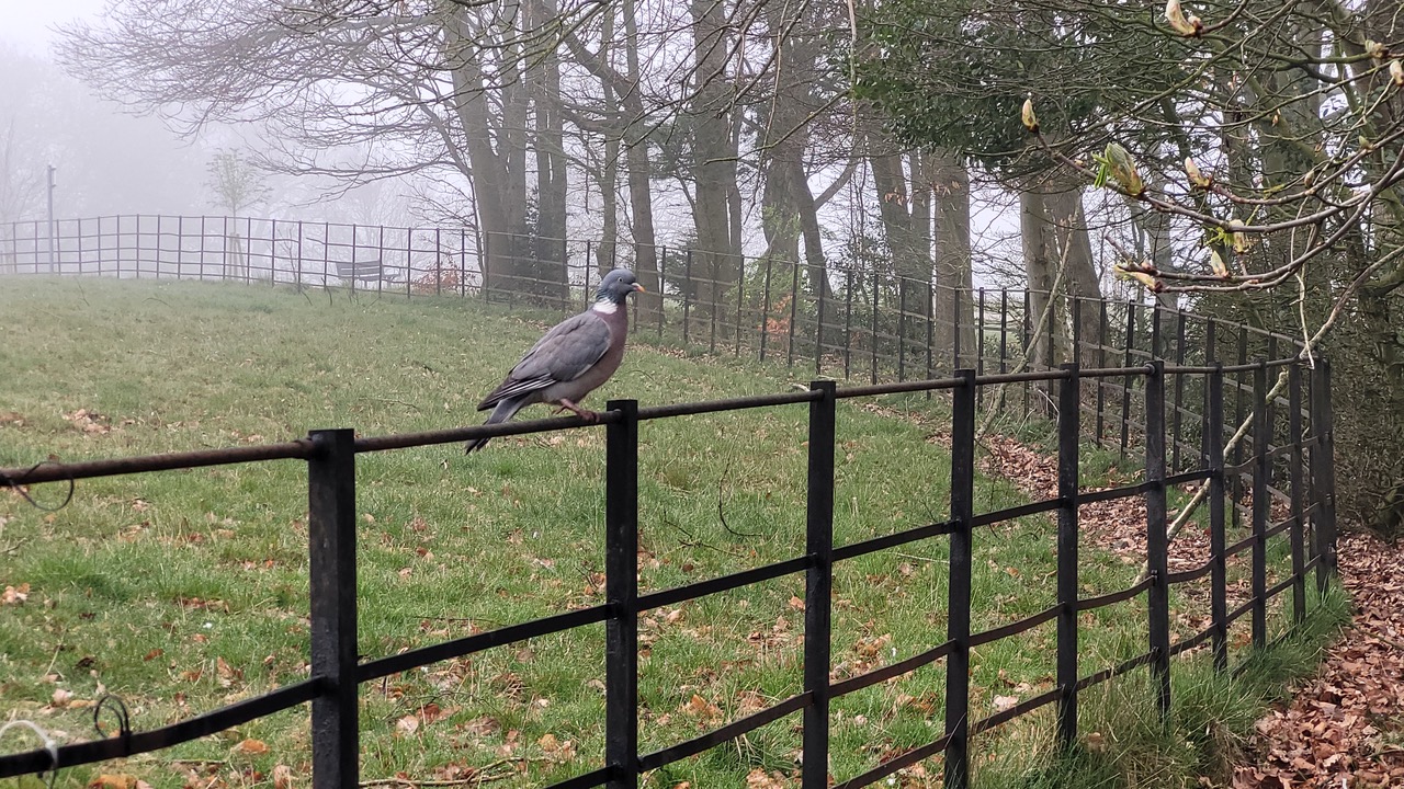 Fwd: Greg Howarth Wood Pigeon Graves Pk			
					</div><!-- .entry-content -->
		
		<footer>
		
		
		
					
					</footer><!-- .entry-meta -->
	</article><!-- #post -->
				
											
				
		
<hr class=