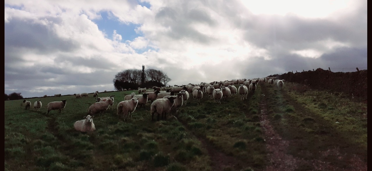 Fwd: Ringinglow sheep by Louise Glaves			
					</div><!-- .entry-content -->
		
		<footer>
		
		
		
					
					</footer><!-- .entry-meta -->
	</article><!-- #post -->
				
											
				
		
<hr class=