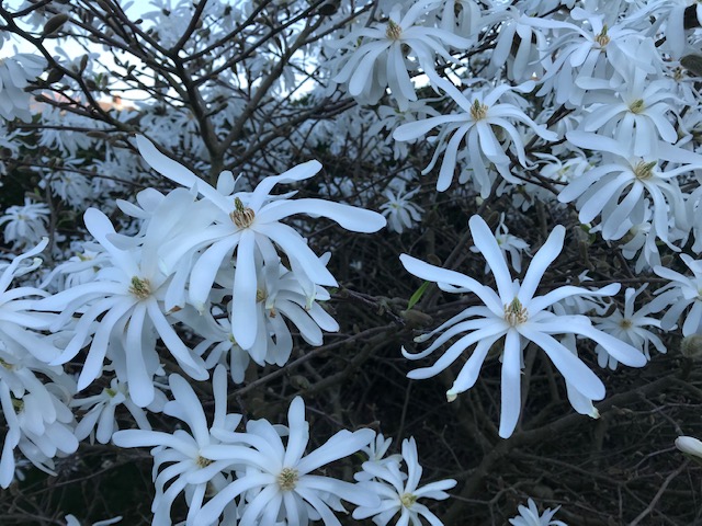 Fwd: Magnolia, Geoff Swindells Basegreen			
					</div><!-- .entry-content -->
		
		<footer>
		
		
		
					
					</footer><!-- .entry-meta -->
	</article><!-- #post -->
				
											
				
		
<hr class=