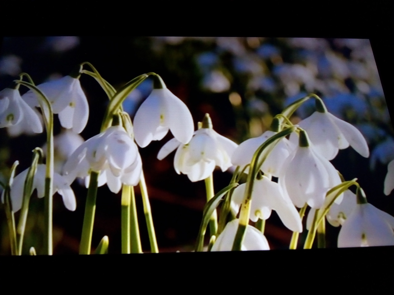 Fwd: Snowdrops			
					</div><!-- .entry-content -->
		
		<footer>
		
		
		
					
					</footer><!-- .entry-meta -->
	</article><!-- #post -->
				
											
				
		
<hr class=