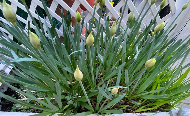 Fwd: Budding Beauty by Val Unwin			
					</div><!-- .entry-content -->
		
		<footer>
		
		
		
					
					</footer><!-- .entry-meta -->
	</article><!-- #post -->
				
											
				
		
<hr class=