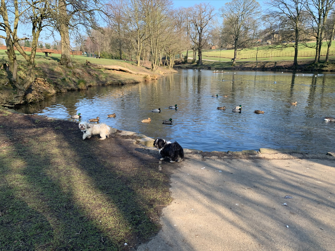 Fwd: Luna and Daisy at Graves Park by Beth			
					</div><!-- .entry-content -->
		
		<footer>
		
		
		
					
					</footer><!-- .entry-meta -->
	</article><!-- #post -->
				
											
				
		
<hr class=