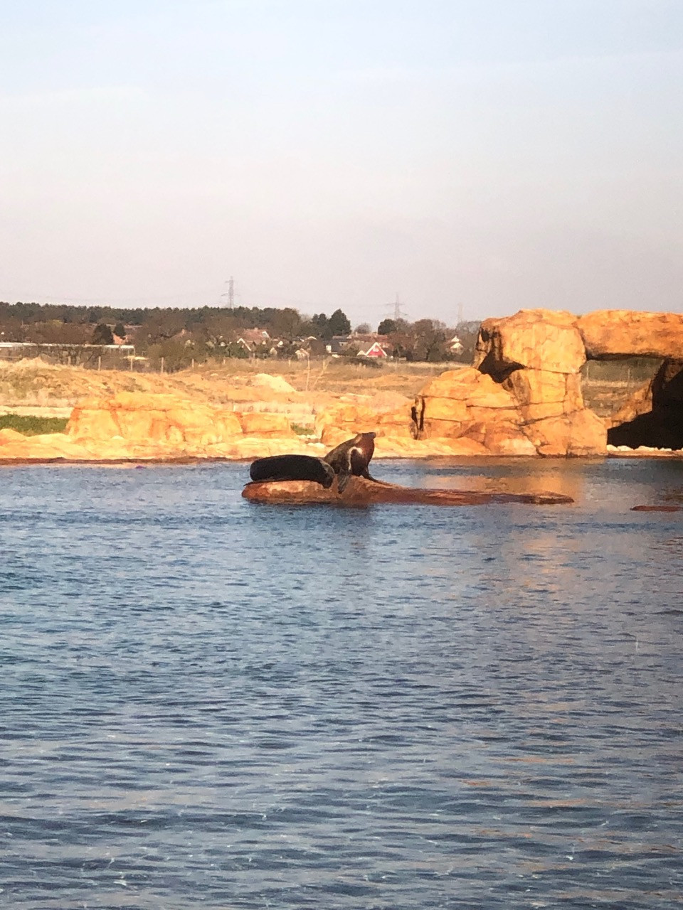Fwd: Yorkshire Wildlife Park Sea Lions			
					</div><!-- .entry-content -->
		
		<footer>
		
		
		
					
					</footer><!-- .entry-meta -->
	</article><!-- #post -->
				
											
				
		
<hr class=