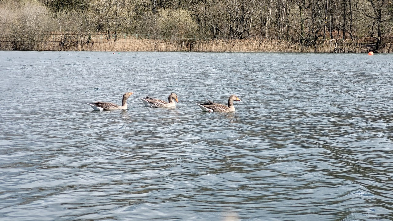 Fwd: Greg Howarth Greylags Treeton Dyke			
					</div><!-- .entry-content -->
		
		<footer>
		
		
		
					
					</footer><!-- .entry-meta -->
	</article><!-- #post -->
				
											
				
		
<hr class=